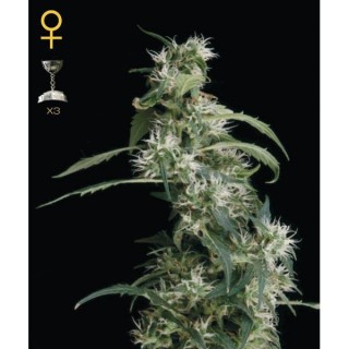 Arjan Ultra Haze N2 -  5 u. fem. Green House