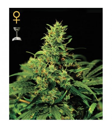 Big Bang  5 u. fem. Green House