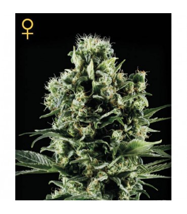 Himalaya Gold  5 u. fem. Green House