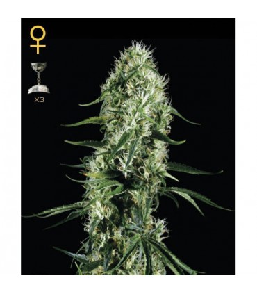 Super Silver Haze  5 u. fem. Green House