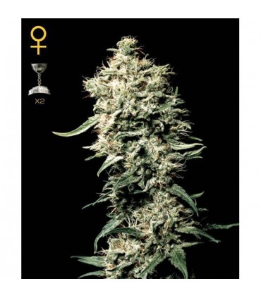 White Rhino  5 u. fem. Green House