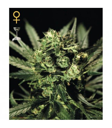 Cheese 10 u. fem. Green House