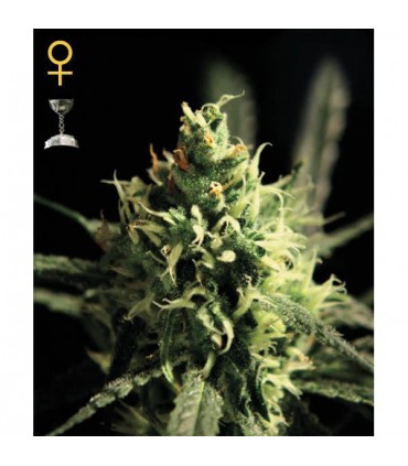 Lemon Skunk  5 u. fem. Green House