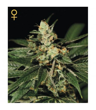 Trainwreck 10 u. fem. Green House