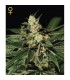 Trainwreck  5 u. fem. Green House