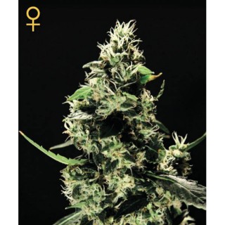 K-Train  5 u. fem. Green House