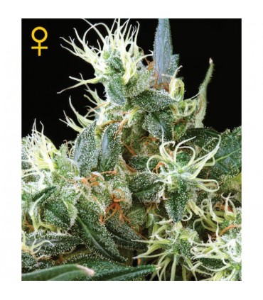 NL 5 x Haze Mist 10 u. fem. Green House