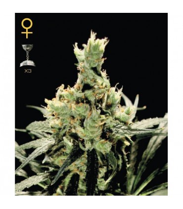 Super Lemon Haze 10 u. fem. Green House