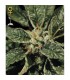 Bubba Kush  5 u. fem. Green House