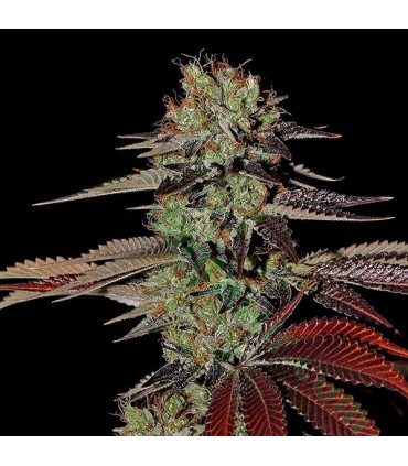 Auto Kings Kush  5 u. fem. Green House