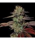 Auto Kings Kush 10 u. fem. Green House