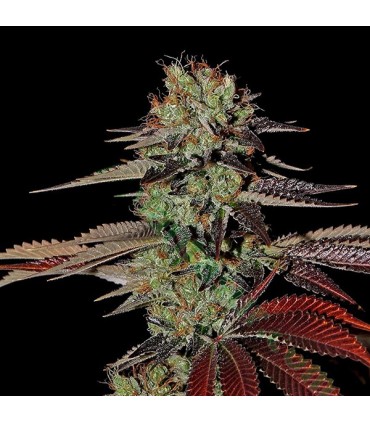 Auto Kings Kush 10 u. fem. Green House