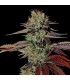 Auto Kings Kush  3 u. fem. Green House