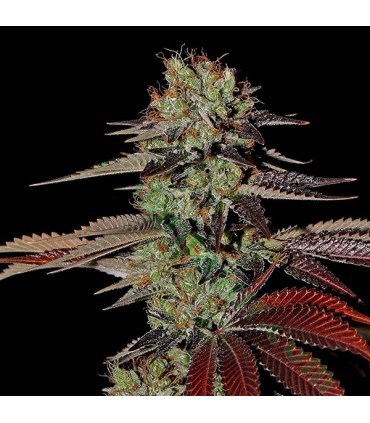 Auto Kings Kush  3 u. fem. Green House