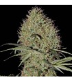 Auto Super Bud fem. Green House