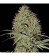 Auto Super Bud  5 u. fem. Green House