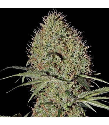 Auto Super Bud  5 u. fem. Green House