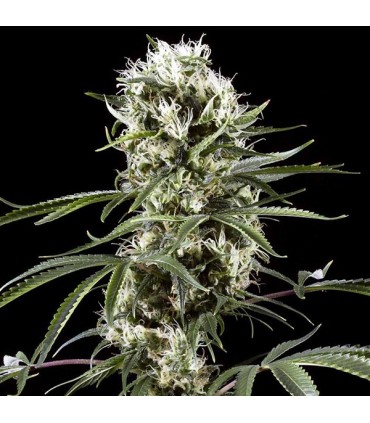 Auto Super Lemon Haze  5 u. fem. Green House