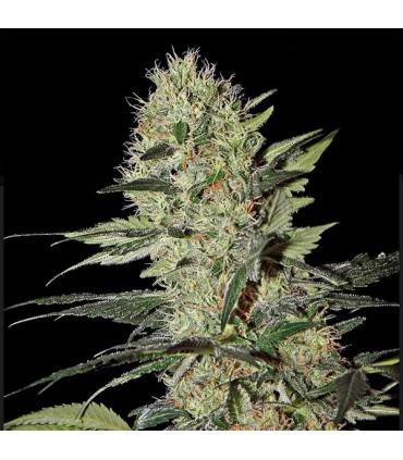 Auto Exodus Cheese  5 u. fem. Green House