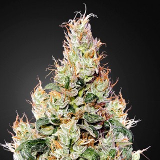 Auto Exodus Cheese CBD fem. Green House