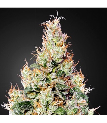 Auto Exodus Cheese CBD  5 u. fem. Green House