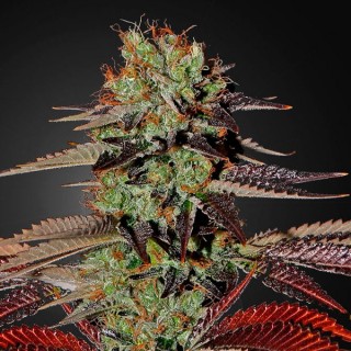 Auto King's Kush CBD fem. Green House