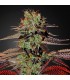 Auto King's Kush CBD 10 u. fem. Green House