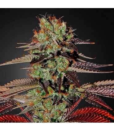 Auto King's Kush CBD 10 u. fem. Green House