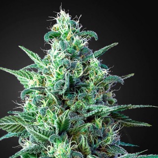 Auto White Widow CBD fem. Green House