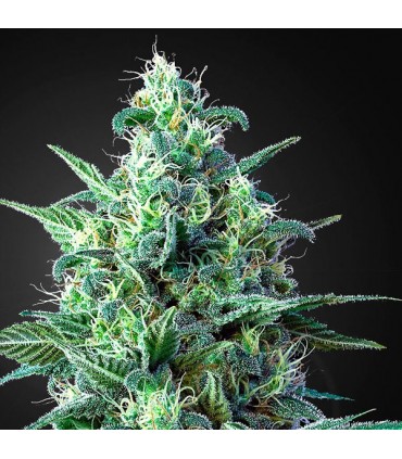 Auto White Widow CBD  5 u. fem. Green House