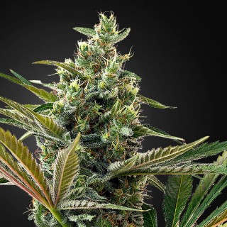 Auto Super Lemon Haze CBD 3 u. fem. Green House