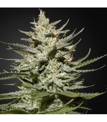 The Church CBD 10 u. fem. Green House