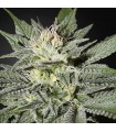 King's Kush CBD fem. Green House