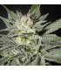 King's Kush CBD  5 u. fem. Green House