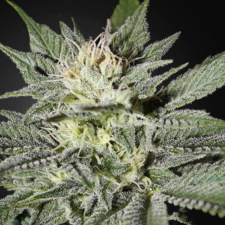 King's Kush CBD 10 u. fem. Green House