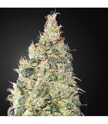 Franco´s Lemon Cheese  5 u. fem. Green House