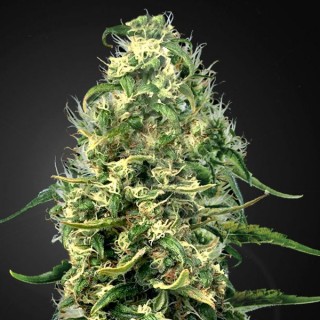 Super Silver Haze CBD fem. Green House