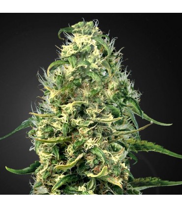 Super Silver Haze CBD  5 u. fem. Green House