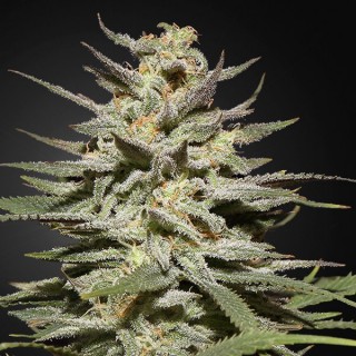 Super Lemon Haze CBD  5 u. fem. Green House