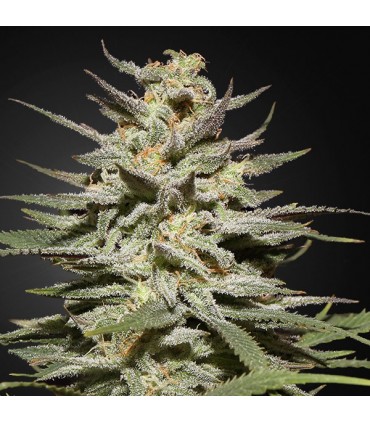 Super Lemon Haze CBD  5 u. fem. Green House