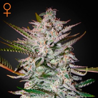 Holy Punch  5 u. fem. Green House