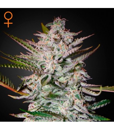 Holy Punch  5 u. fem. Green House