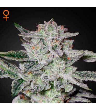 Sweet Valley Kush  5 u. fem. Green House