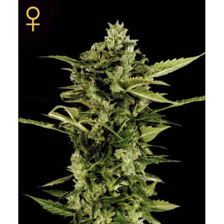 Auto Bomb fem. Green House