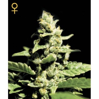 Auto Green-o-Matic fem. Green House