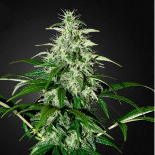 Auto Kalashnikova fem. Green House