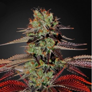 Auto Kings Kush fem. Green House
