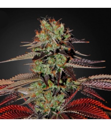 Auto Kings Kush fem. Green House