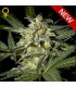 Auto White Widow fem. Green House