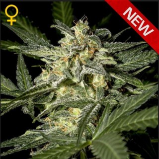 Auto White Widow fem. Green House